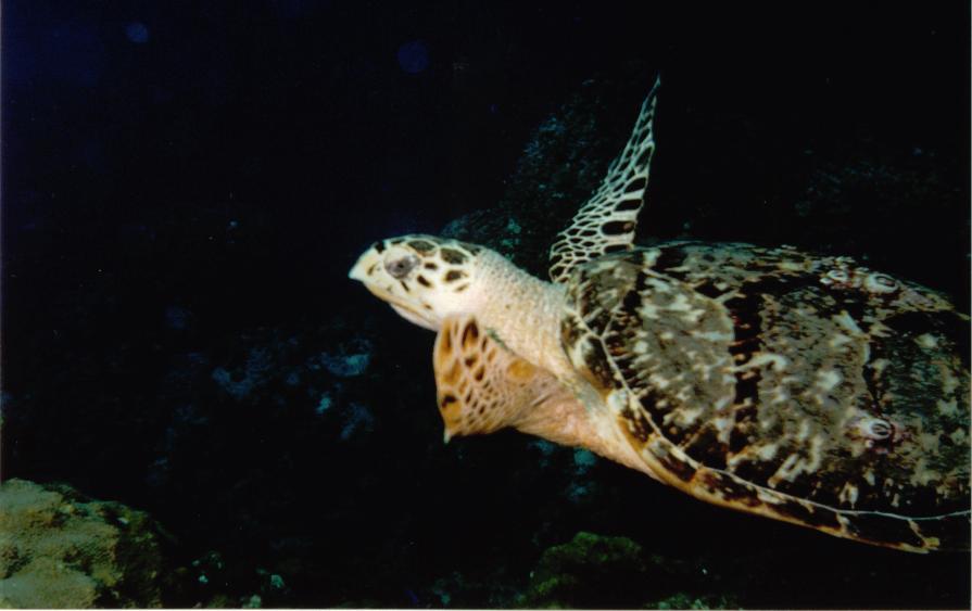 Turtle_cozumel