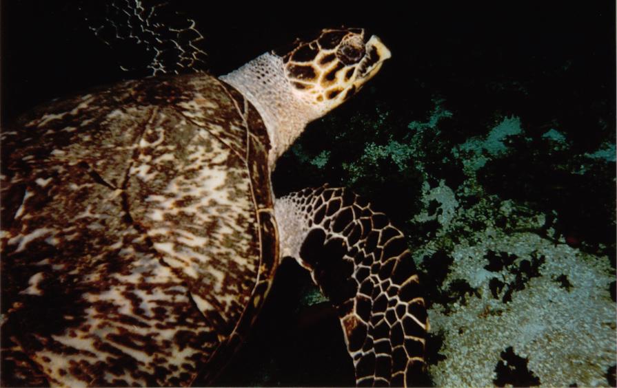 TURTLE_cozumel1