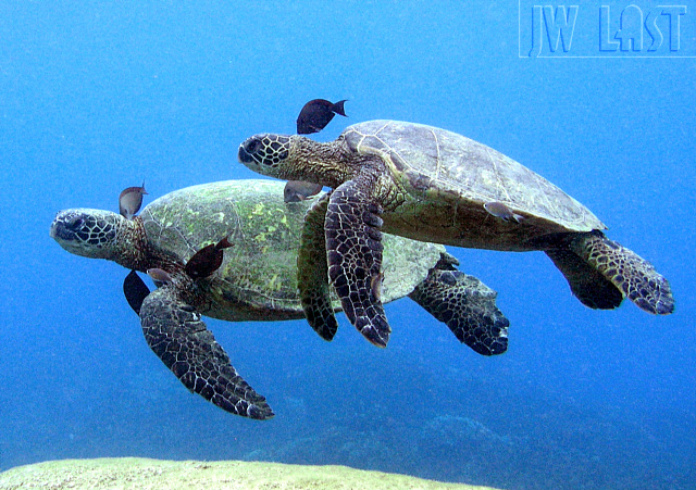 Turtle_Formation_Cleaning