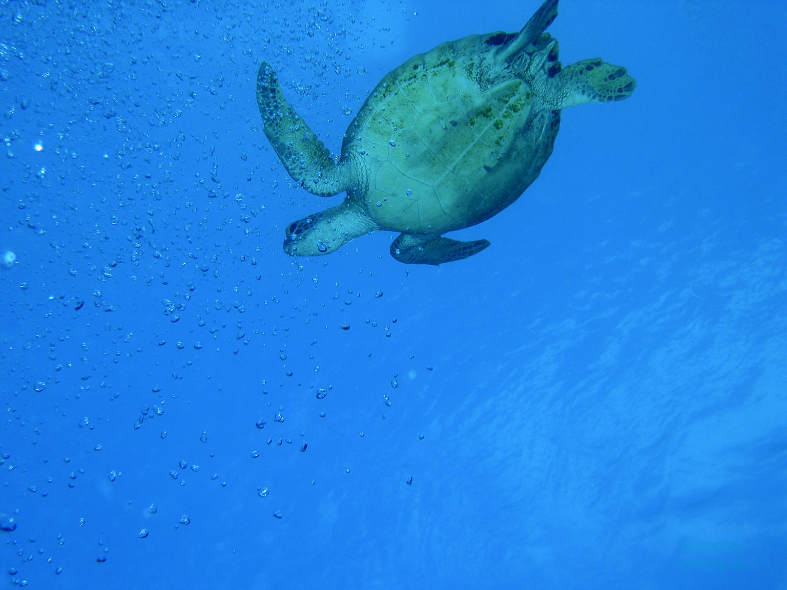 turtle_in_blue2