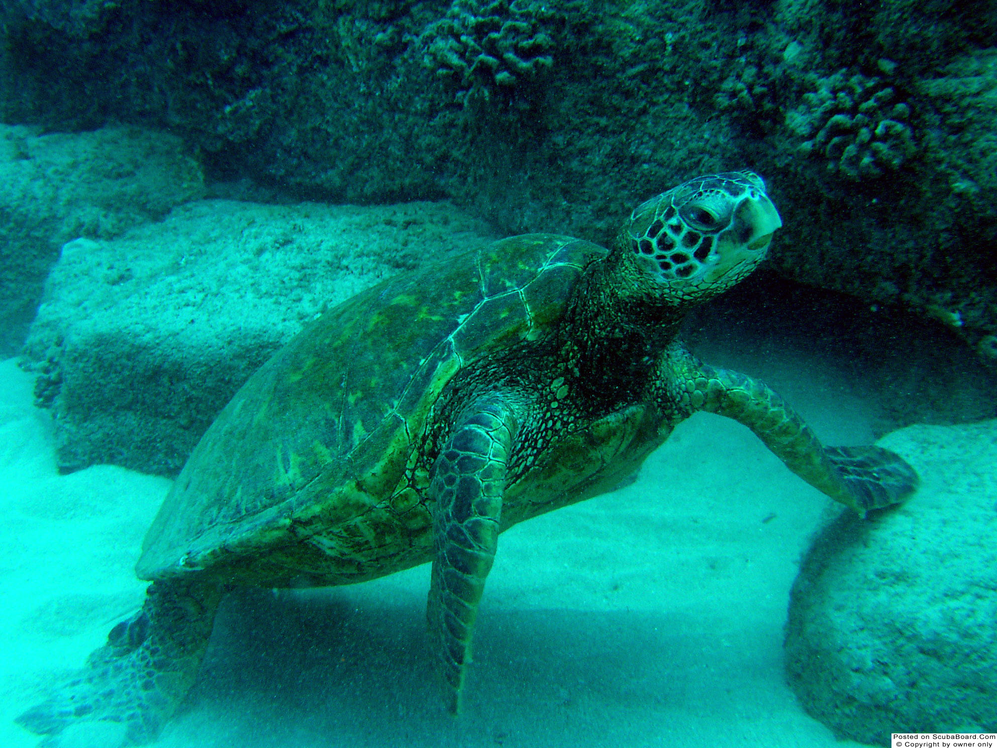 Turtle_Kauai_May_2004