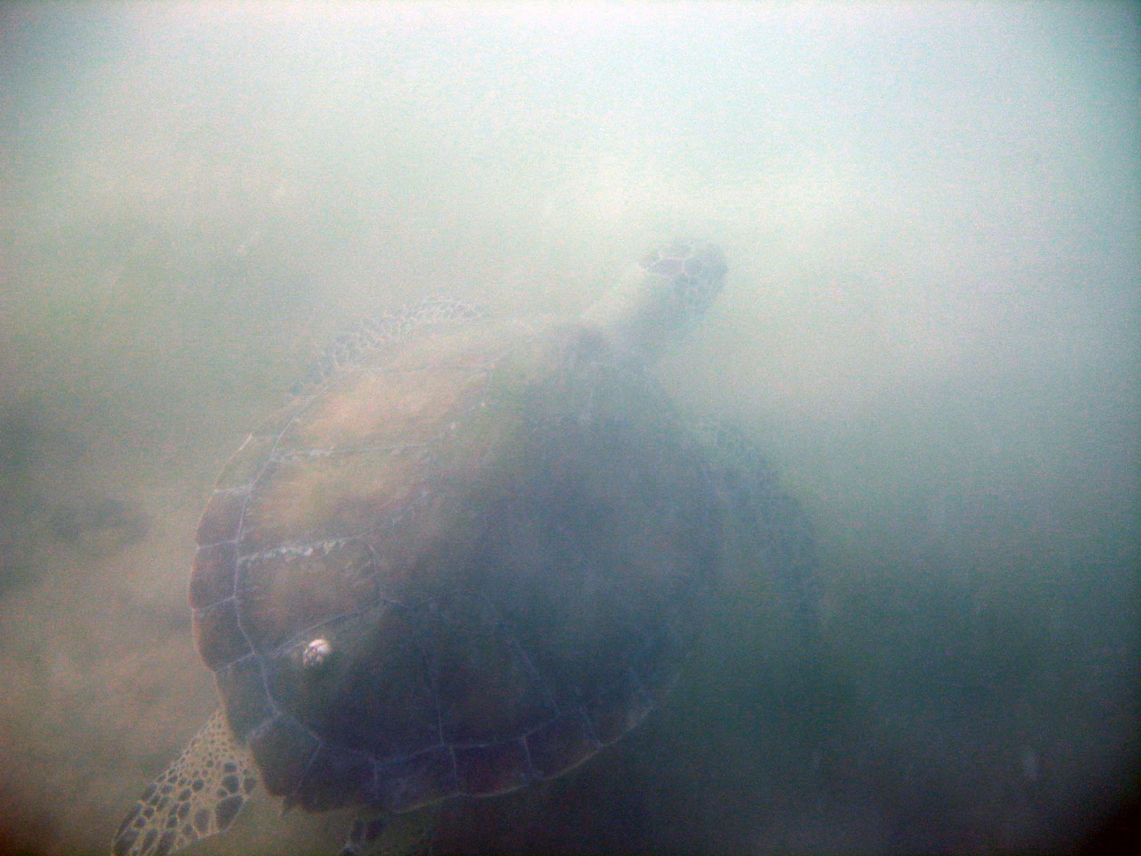 Turtle_leaving