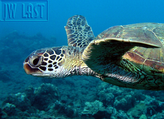 Turtle_Makaha