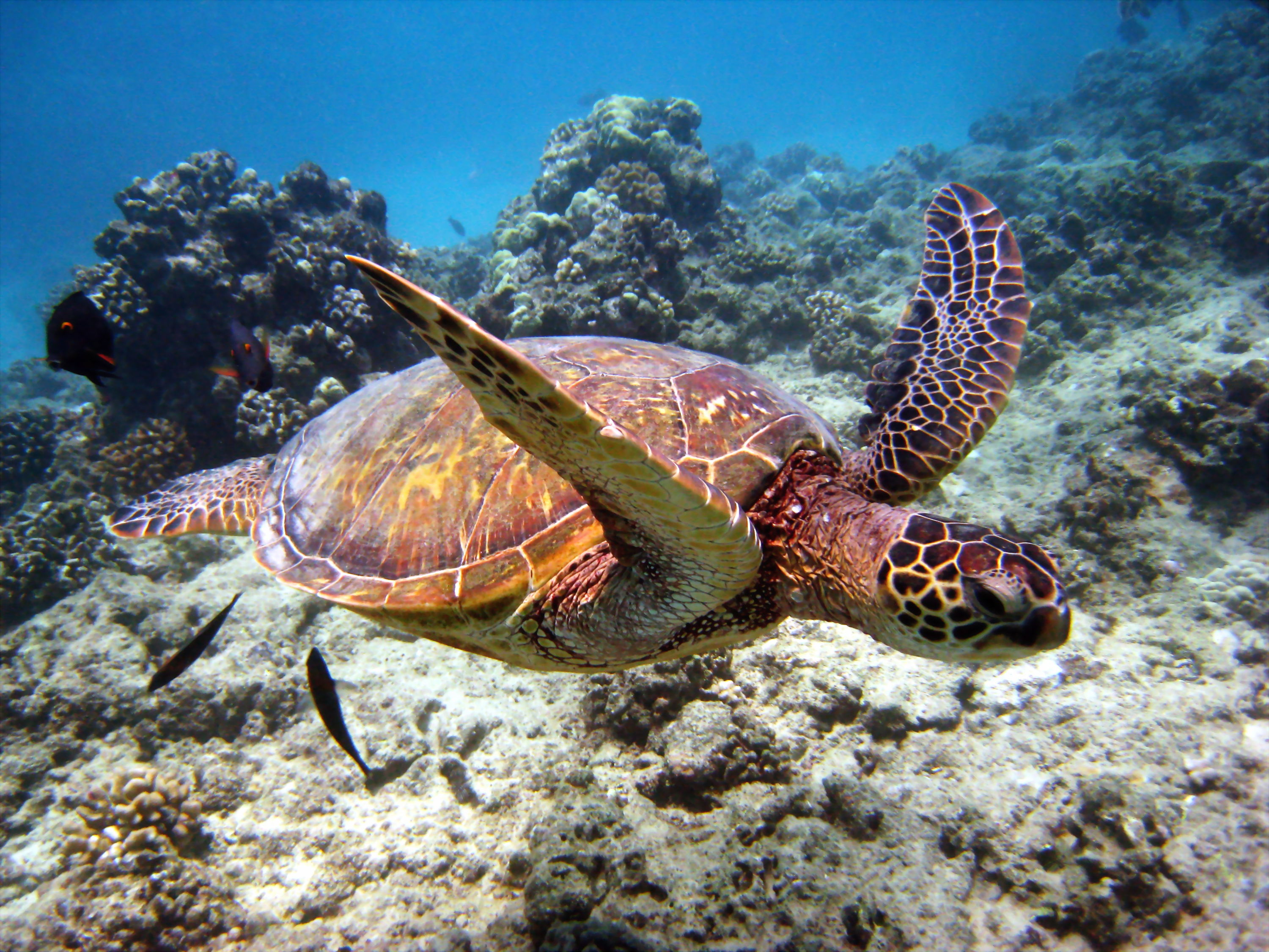 turtle_swimming1