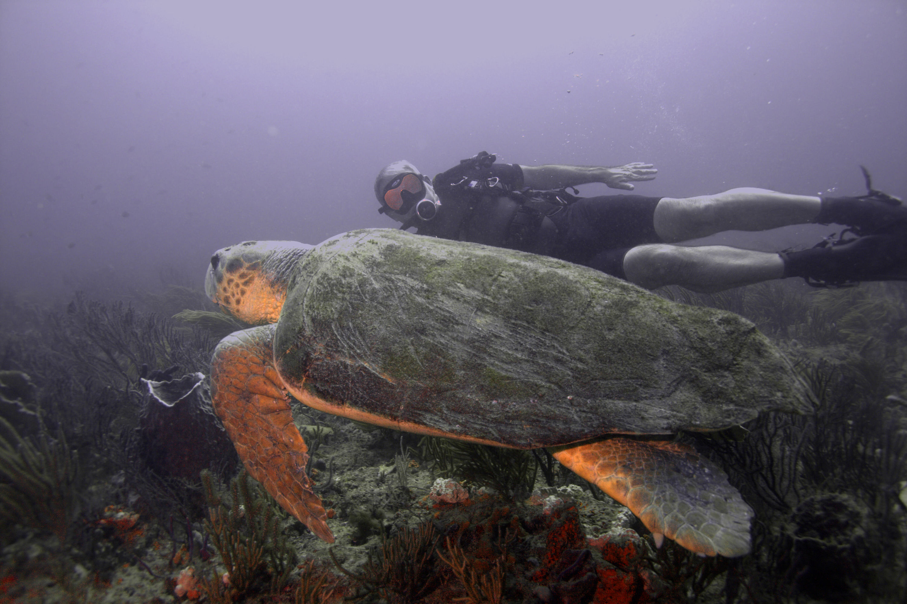 Turtle_with_Diver