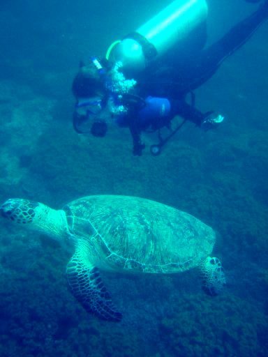 turtlediver