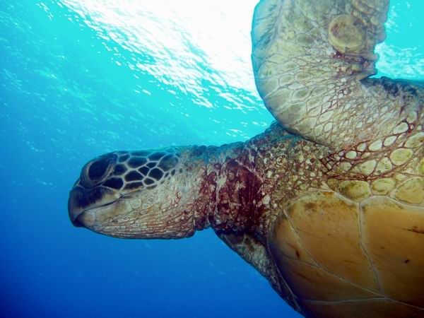 turtleDiving_tenerife_SUBCANARIA_COM