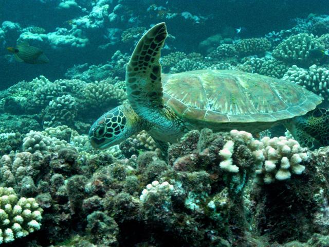 Turtles in Tahiti