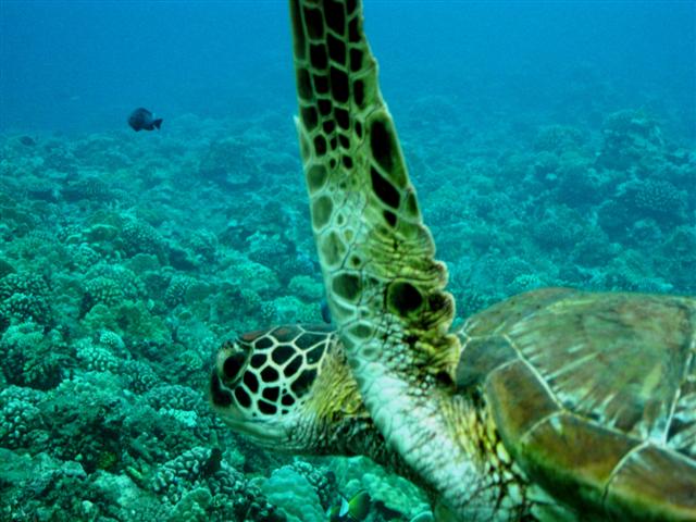 Turtles in Tahiti