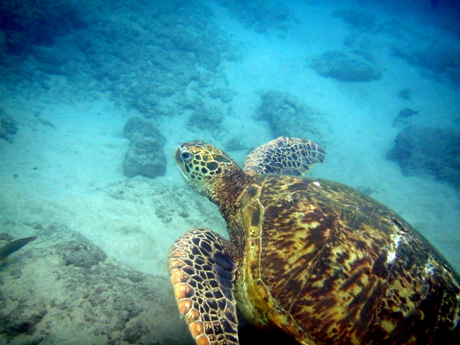 Turtles - Maui