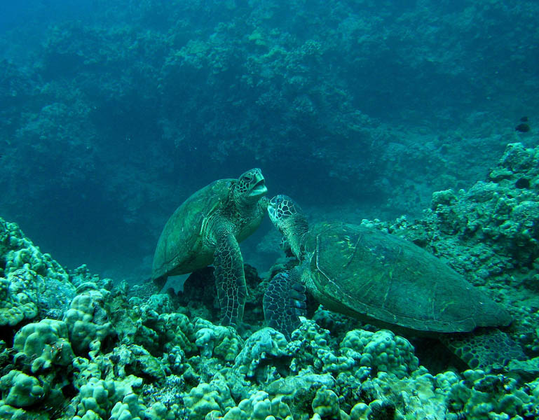 Turtles playing on Maui