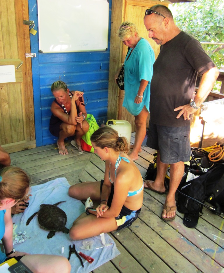 Turtles rescued from a restaurant in the Jonesville French Cay area on Augu