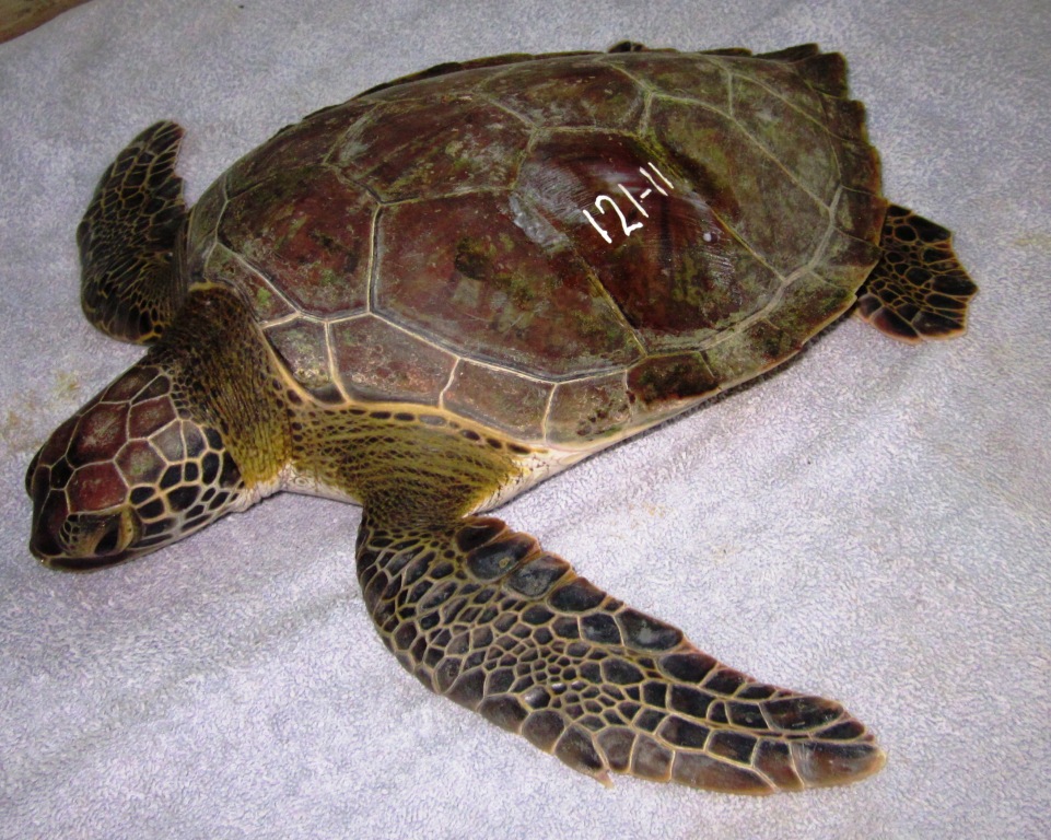 Turtles rescued from a restaurant in the Jonesville French Cay area on Augu