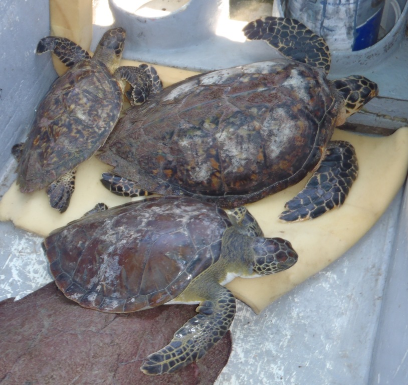 Turtles rescued from a restaurant in the Jonesville French Cay area on Augu