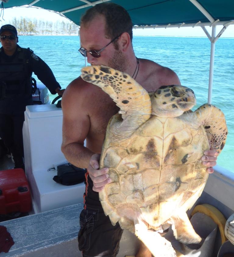 Turtles rescued from a restaurant in the Jonesville French Cay area on Augu