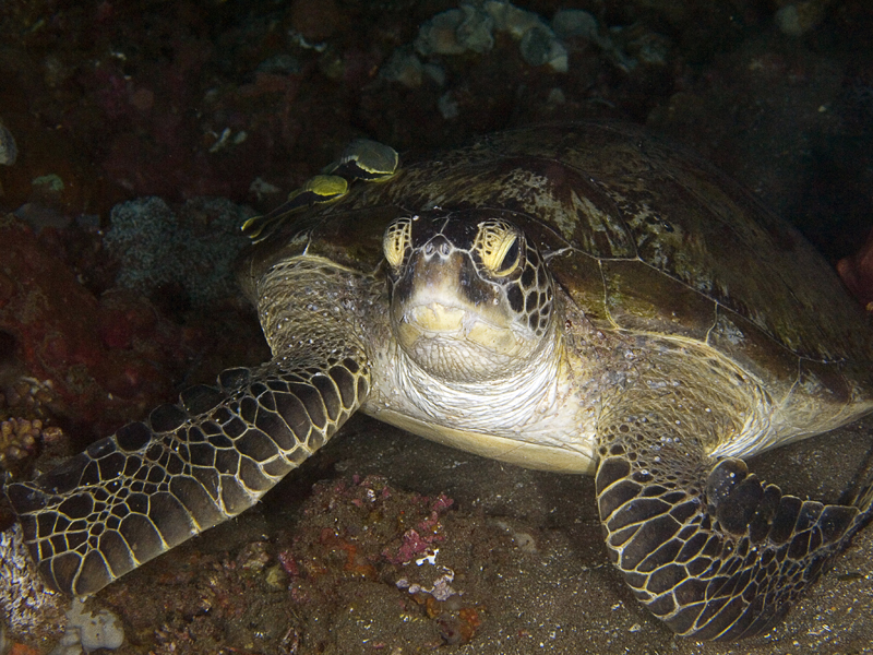 Turtles with a 50mm