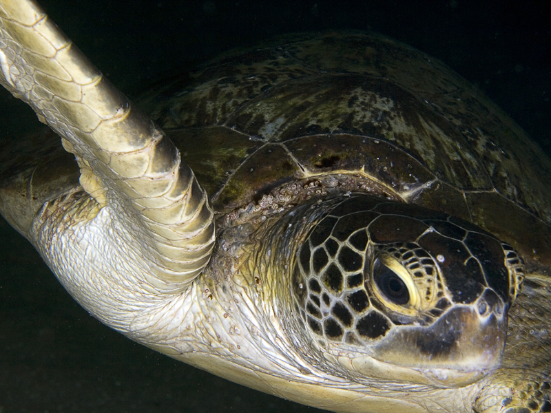 Turtles with a 50mm