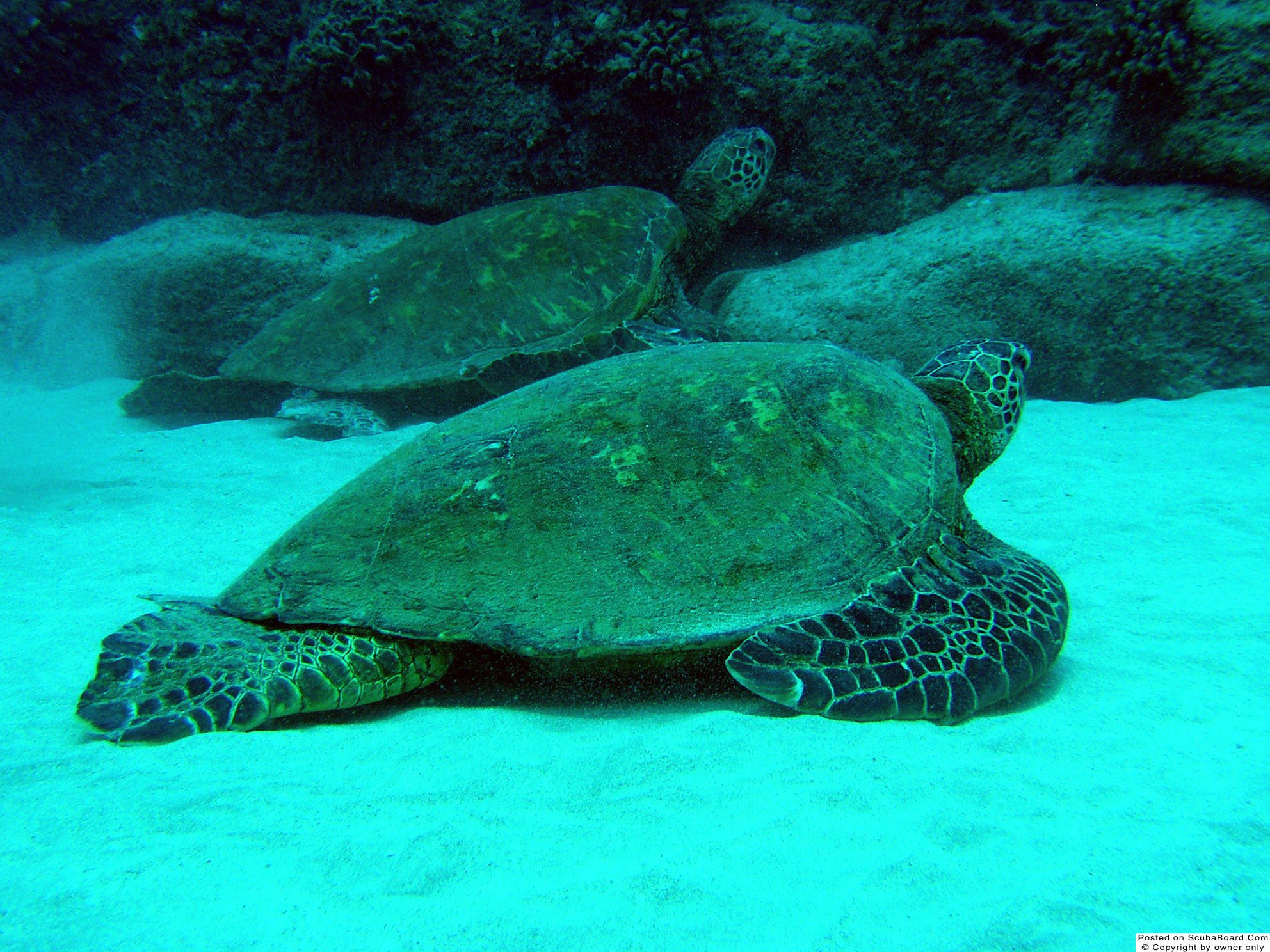 Turtles1_Kauai_May_2004