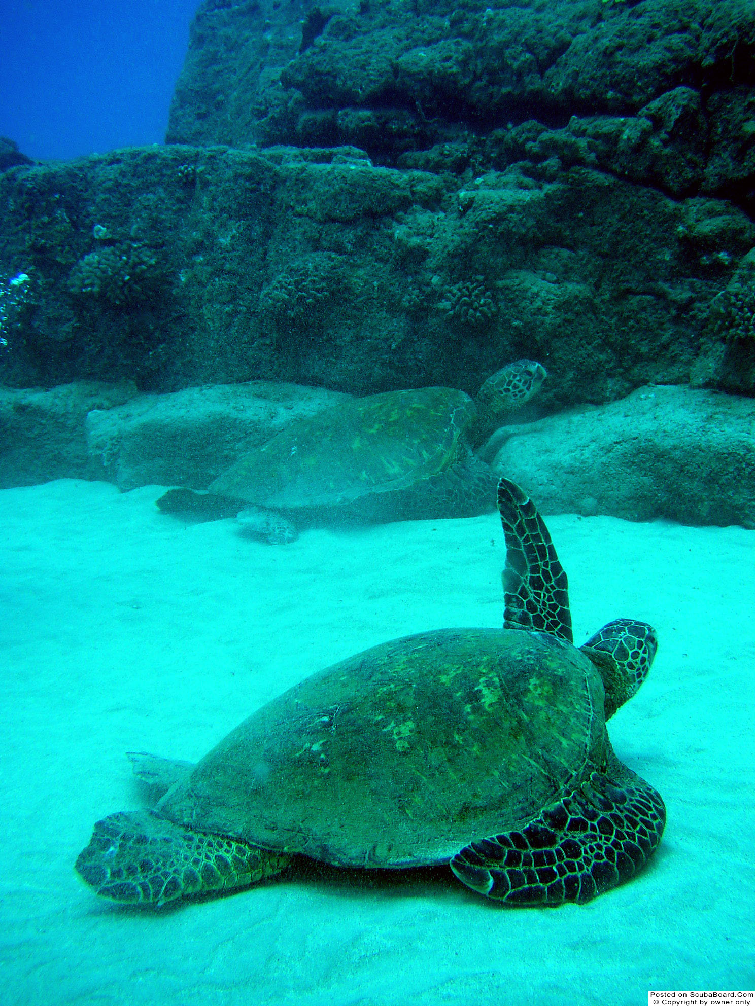 Turtles2_Kauai_May_2004