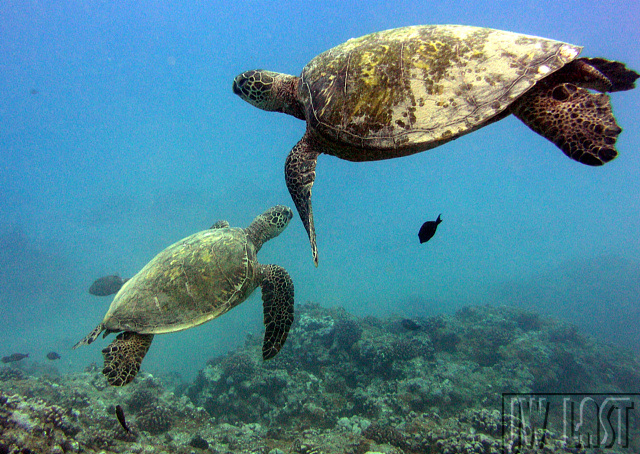 Turtles_Crossing