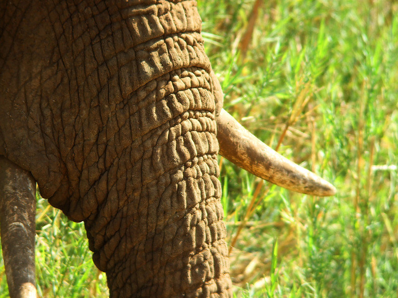 Tusk & Trunk