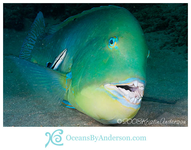 Tuskfish with cleaner wrasse