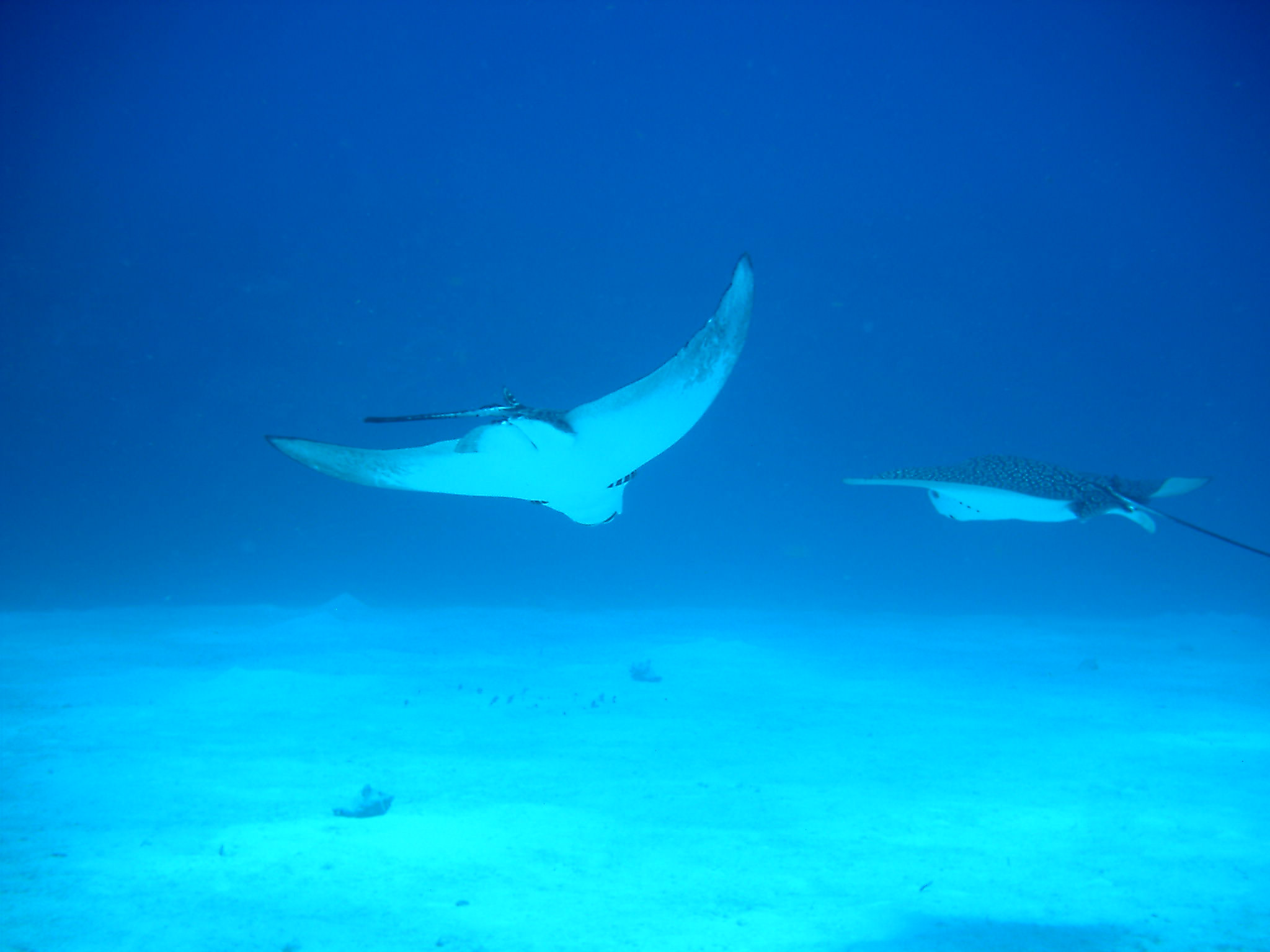 Twin Eagle Rays-Mixing Bowl-Little Cayman Aug 2004
