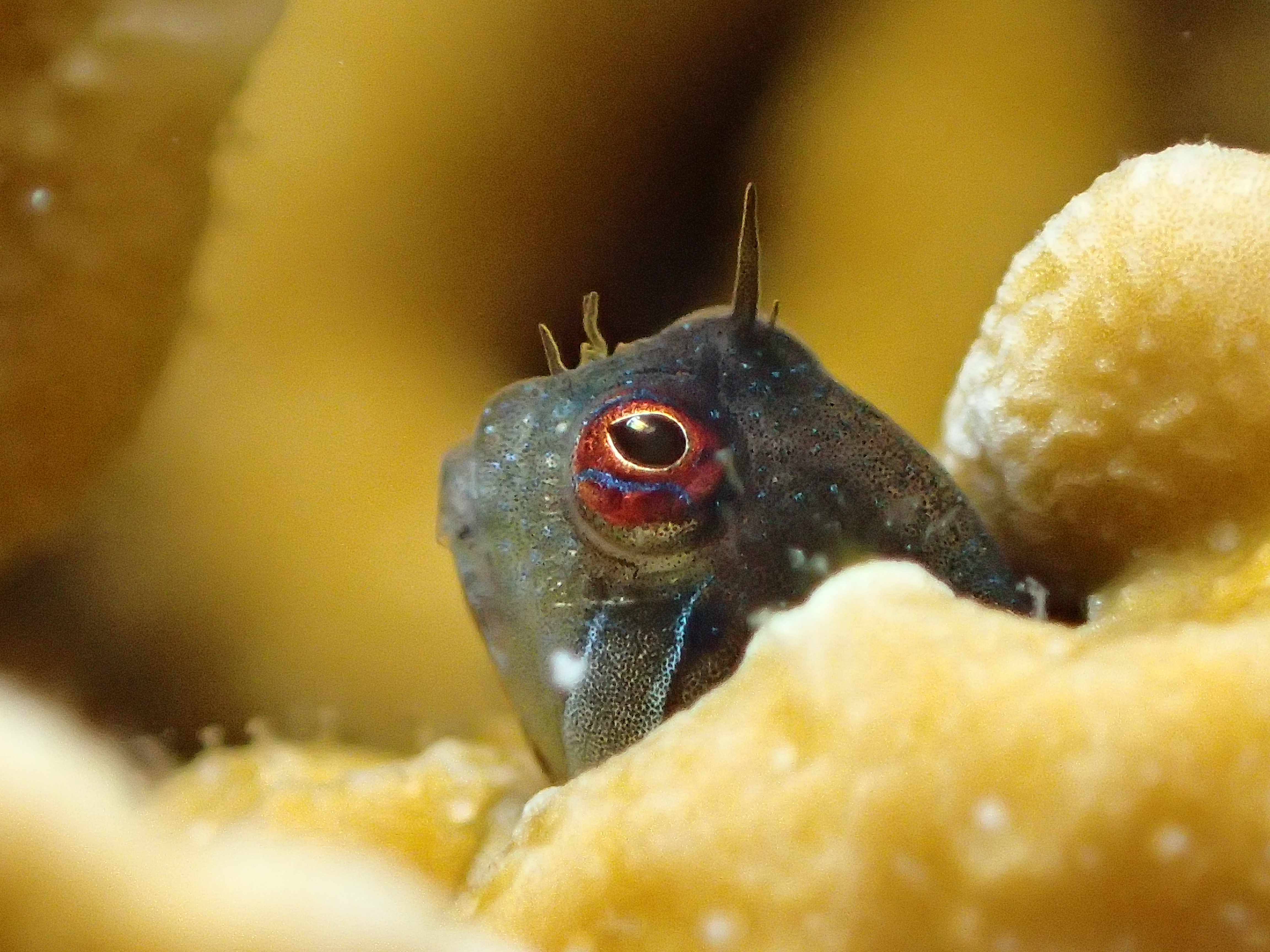 Twin horn goby
