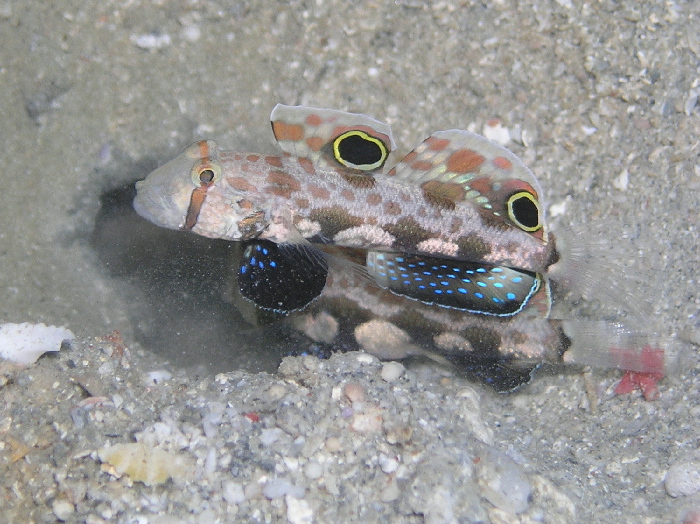 twinspot goby