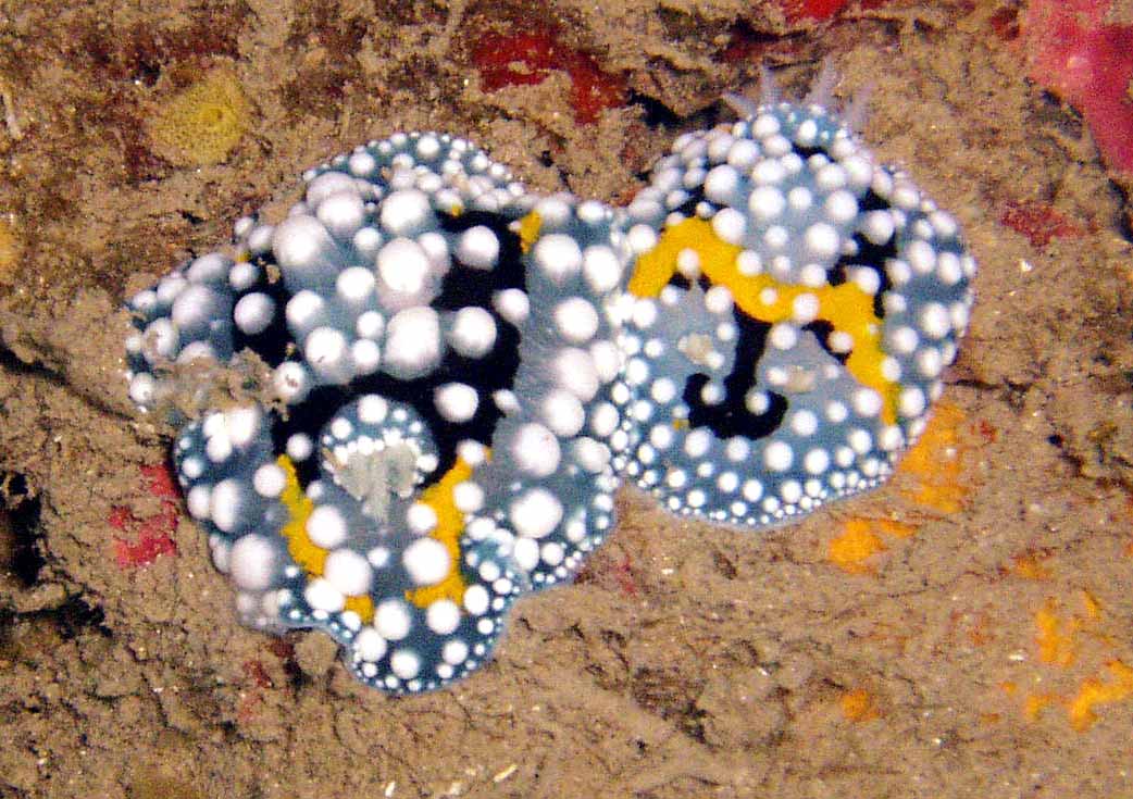 Two Blue Nudibranchs