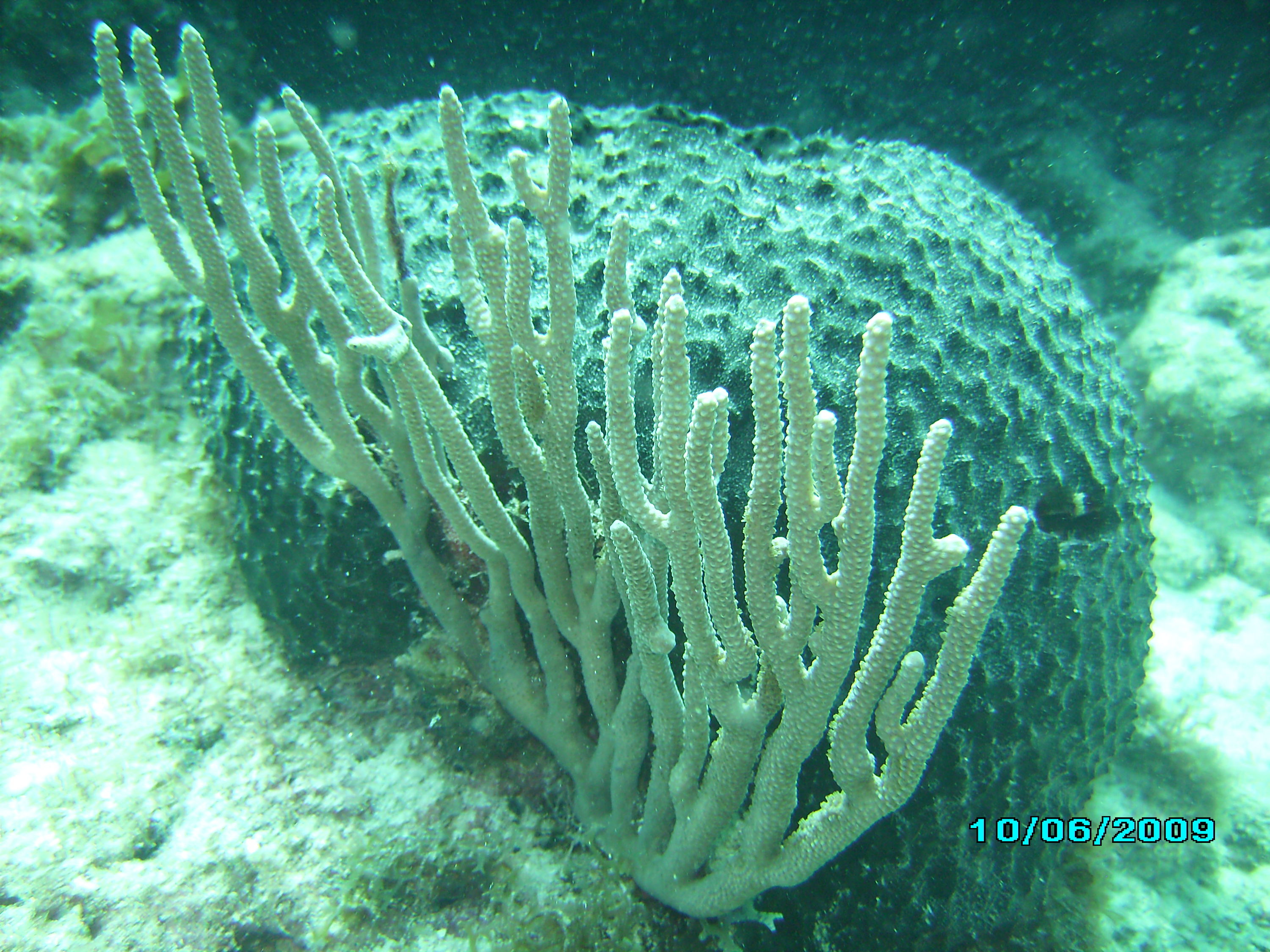 two corals