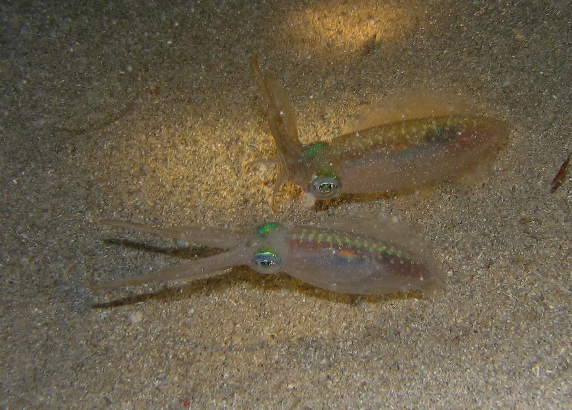 Two Cuttlefish