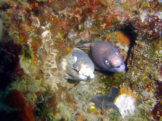 Two eels in a Pod
