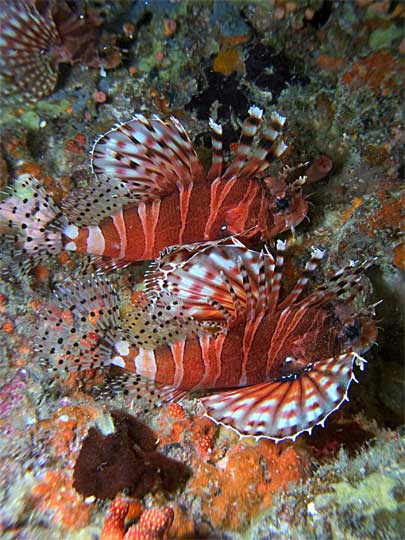 Two firefish