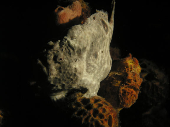 Two Frogfish