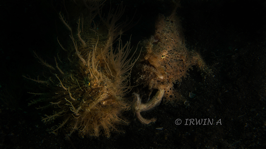 Two Hairy Frogfish