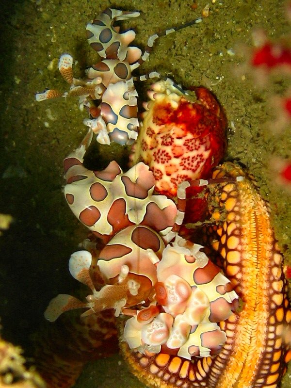 Two Harlequin shrimp