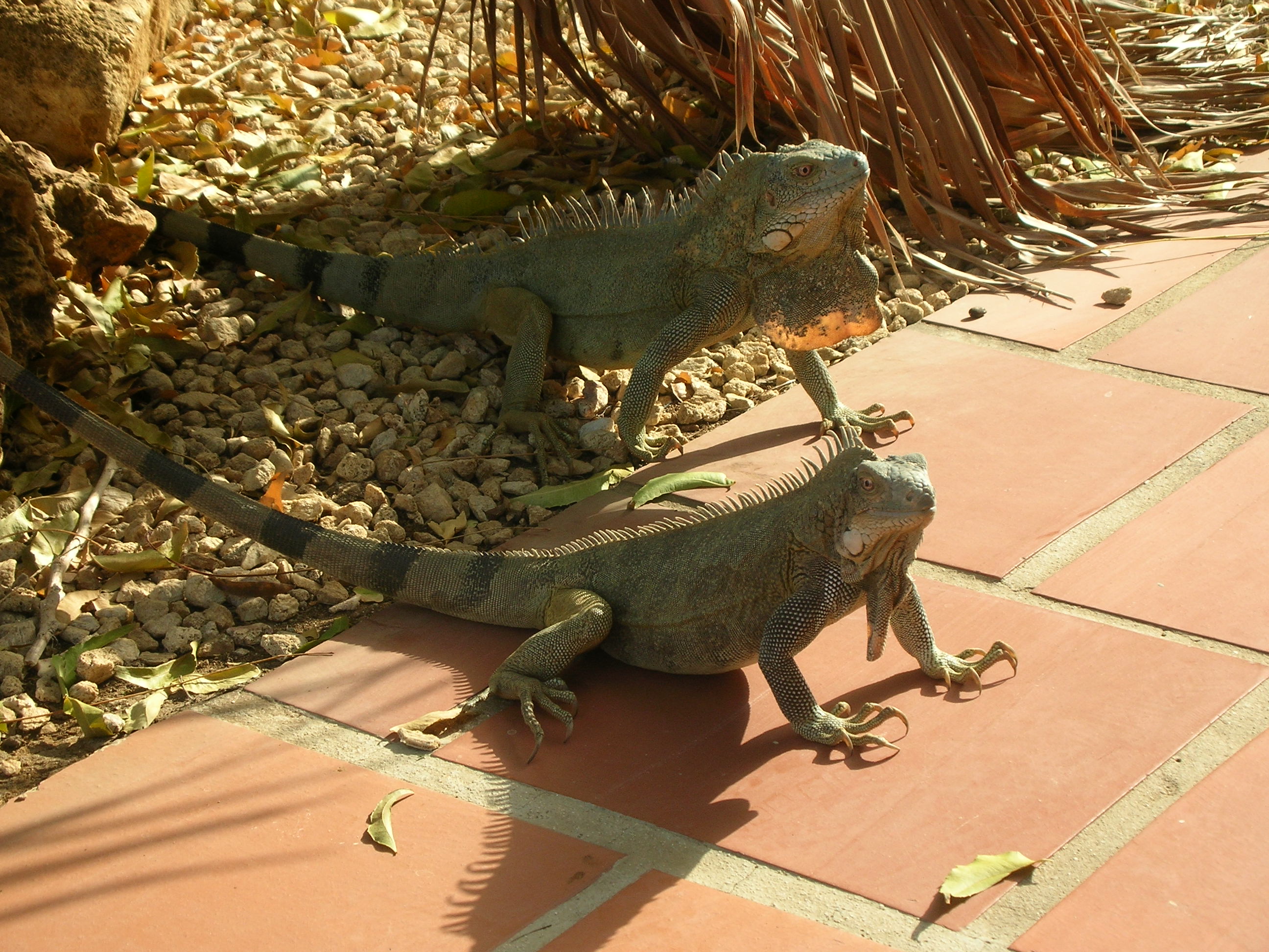 Two iguanas at our resort