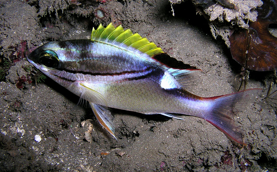 Two-lined Bream