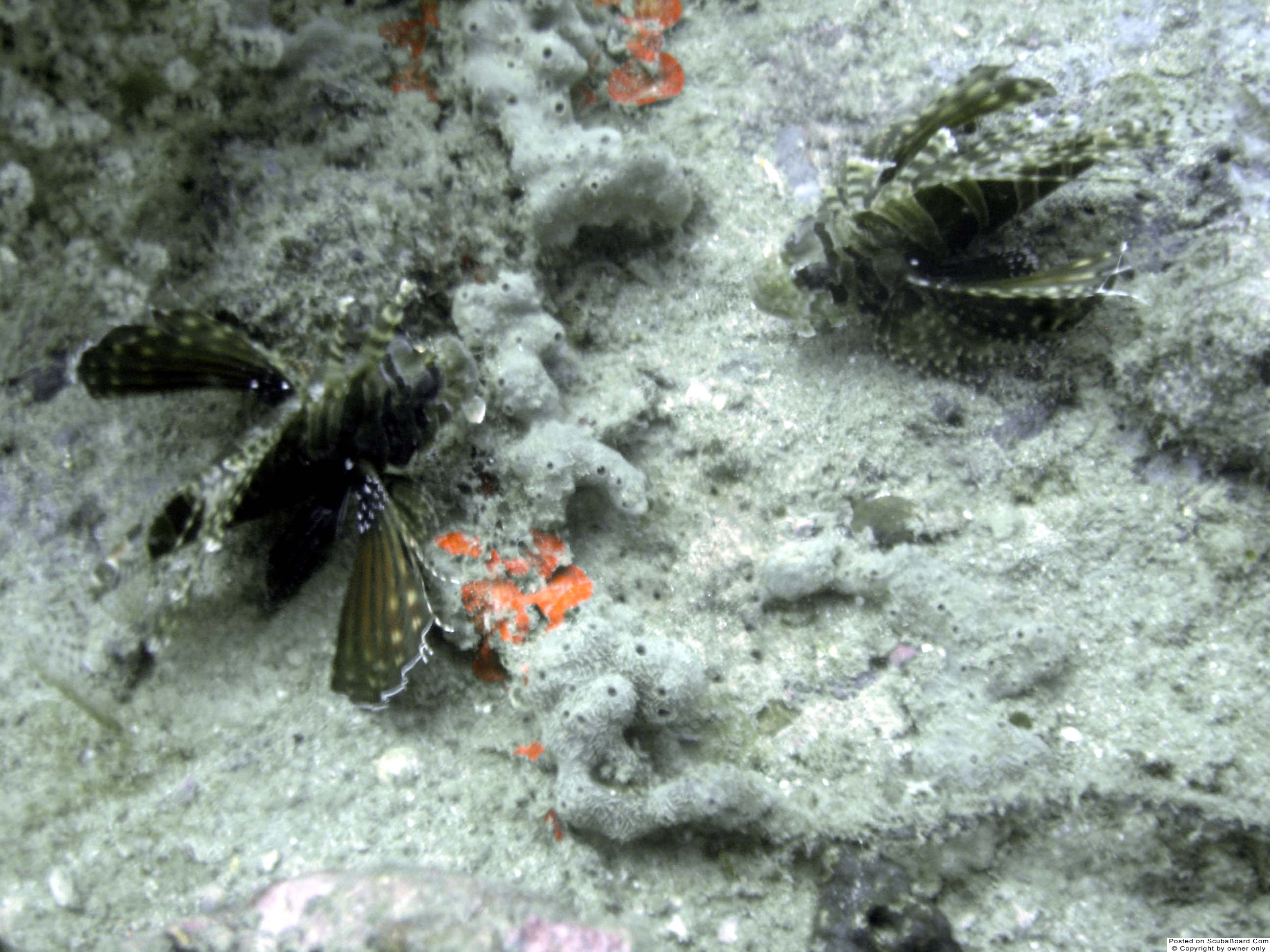 Two Lion Fish