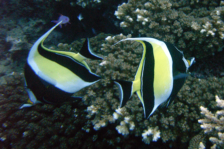 Two Moorish Idols