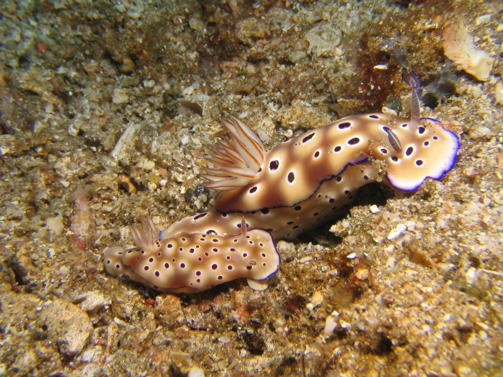 Two Nudibranches