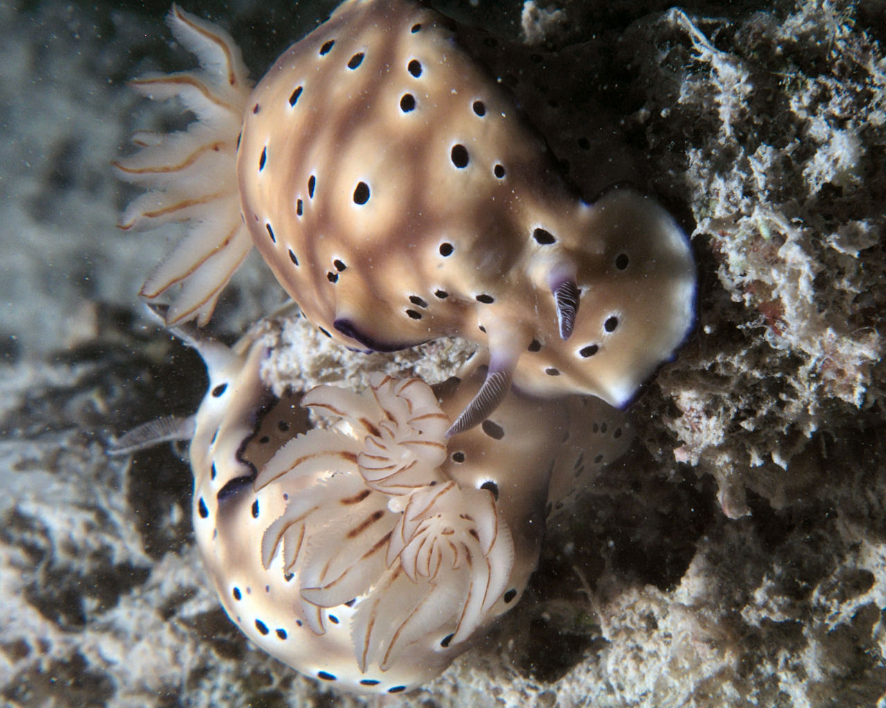 Two Nudibranchs on the Shore Dive