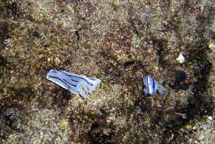 Two Nudibranchs