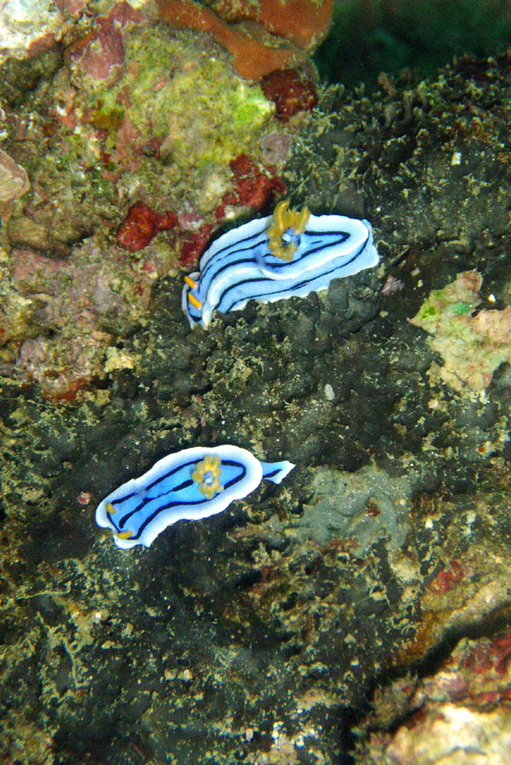 Two Nudibranchs