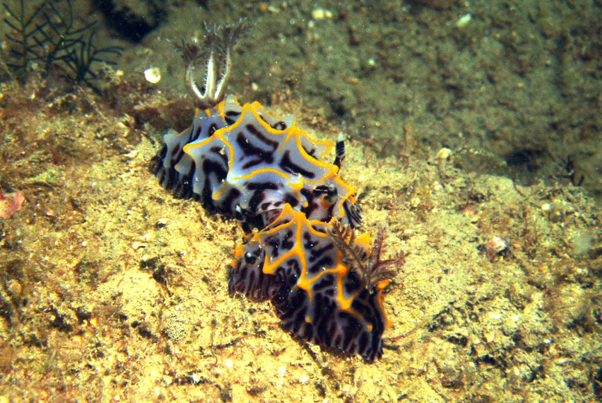 Two Nudibranchs