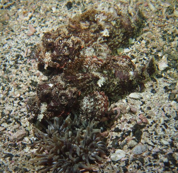 Two Scorpionfish