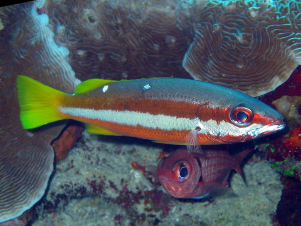 Two Spot Snapper