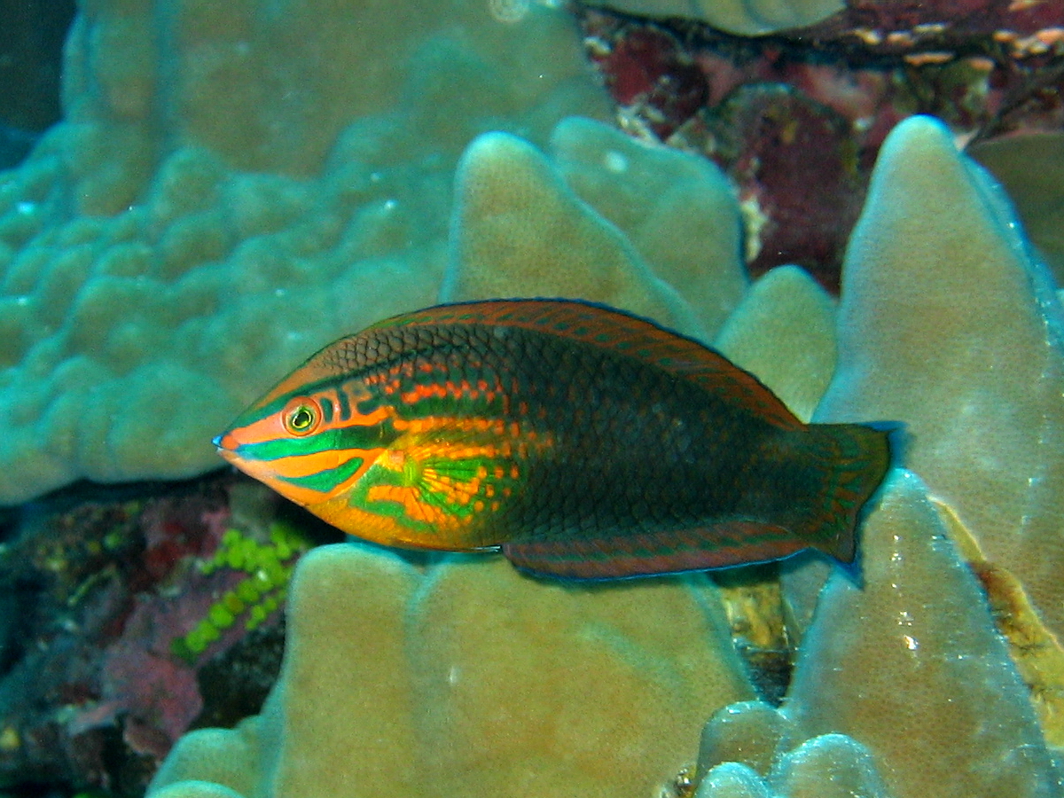 Two Spot Wrasse