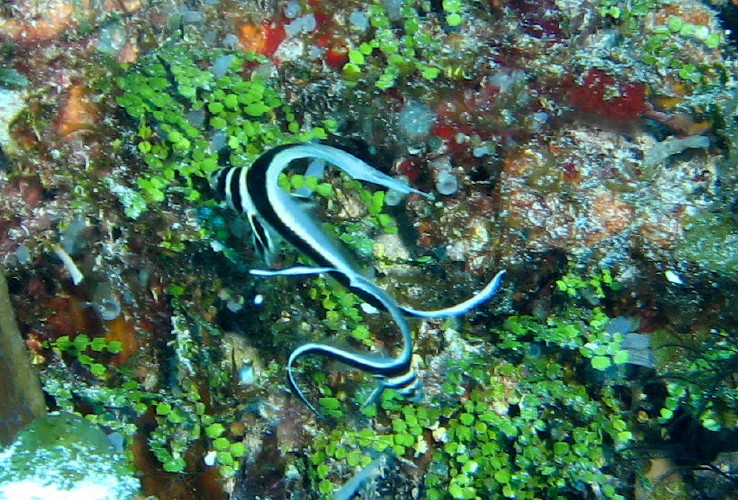 two Spotted Drum juvenile